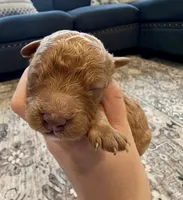 Colt, a male Cavapoo for sale in Shelbyville, IN – 1 of 3
