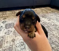 Corrie, a female Cavapoo for sale in Shelbyville, IN – 2 of 3