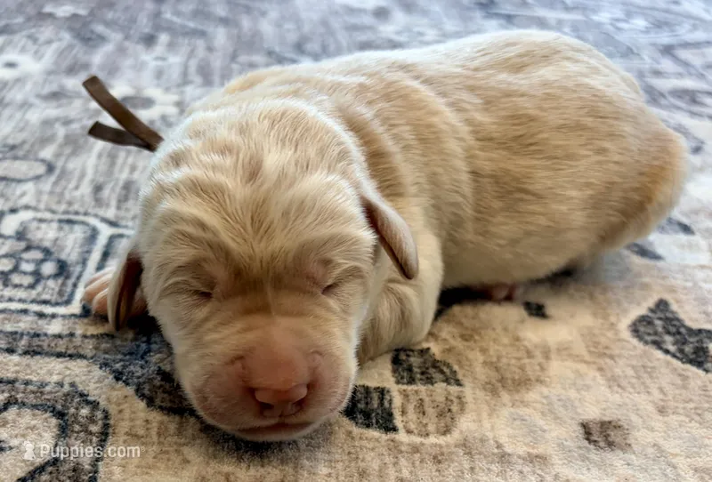 Lucky – Labradoodle puppy for sale in Shelbyville, IN