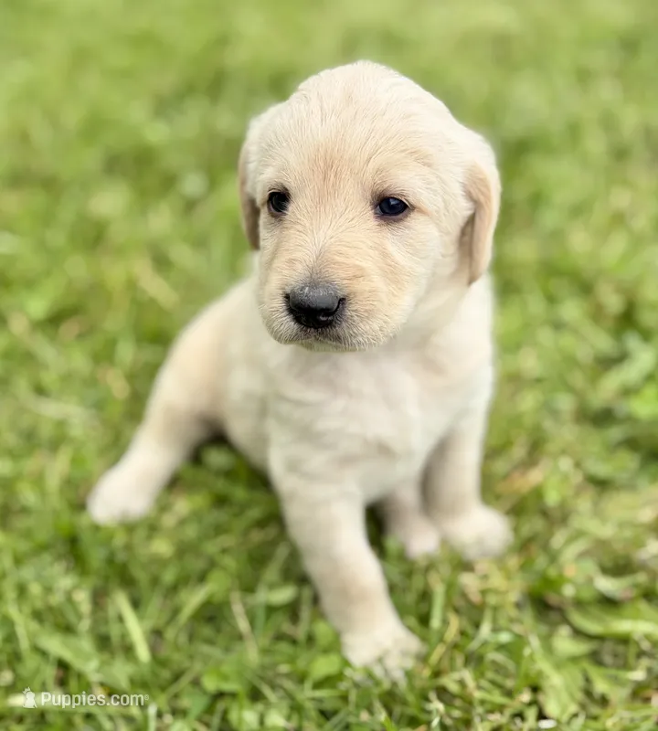 Lucy – Labradoodle puppy for sale in Shelbyville, IN