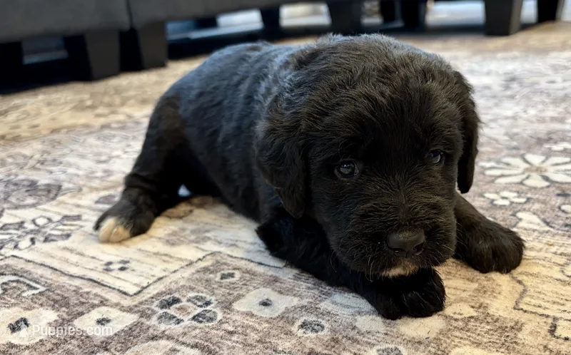 Lady – Labradoodle puppy for sale in Shelbyville, IN