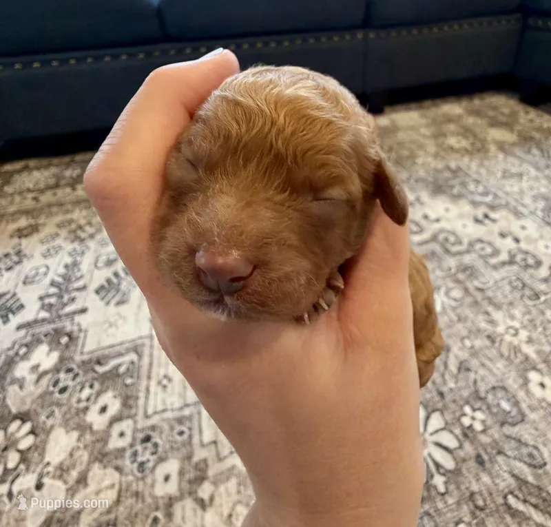 Candy – Cavapoo puppy for sale in Shelbyville, IN