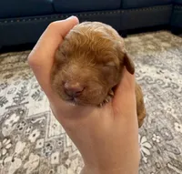 Candy, a female Cavapoo for sale in Shelbyville, IN – 1 of 2