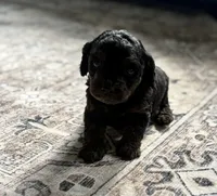 Cody, a male Cavapoo for sale in Shelbyville, IN – 4 of 7