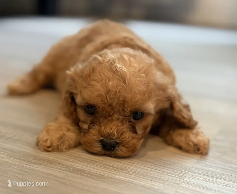 Colt – Cavapoo puppy for sale in Shelbyville, IN