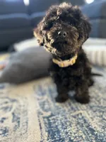 Darcy, a female Cavapoo for sale in Shelbyville, IN – 2 of 4