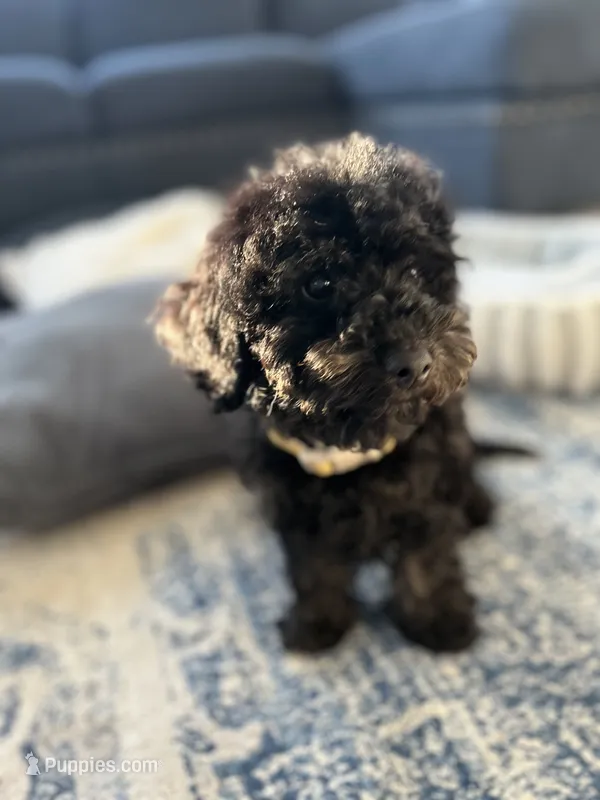 Darcy – Cavapoo puppy for sale in Shelbyville, IN