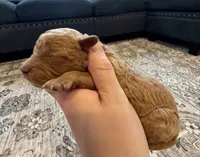 Colt, a male Cavapoo for sale in Shelbyville, IN – 2 of 3
