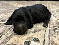 Greg , a male Goldendoodle for sale in Shelbyville, IN – 4 of 5
