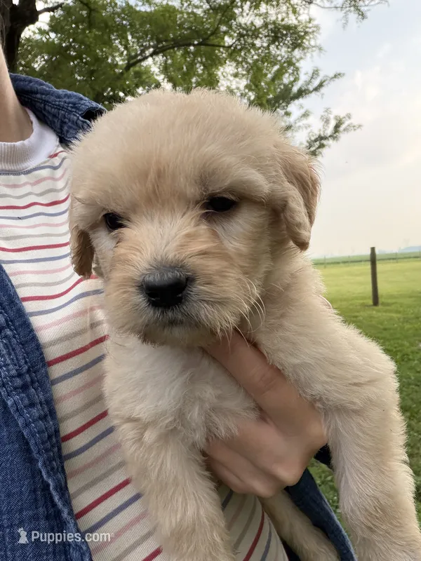 Goldie – Goldendoodle puppy for sale in Shelbyville, IN