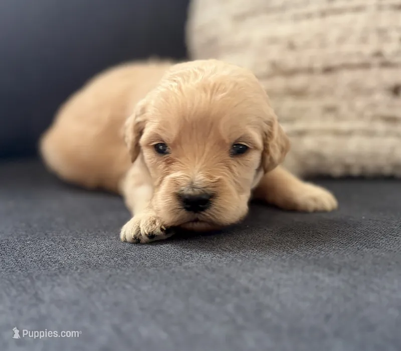 Goldie – Goldendoodle puppy for sale in Shelbyville, IN