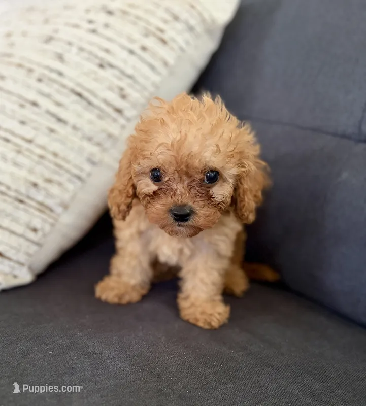 Colt – Cavapoo puppy for sale in Shelbyville, IN