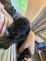 Cody, a male Cavapoo for sale in Shelbyville, IN – 7 of 7
