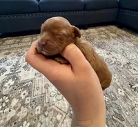 Callie, a female Cavapoo for sale in Shelbyville, IN – 1 of 2
