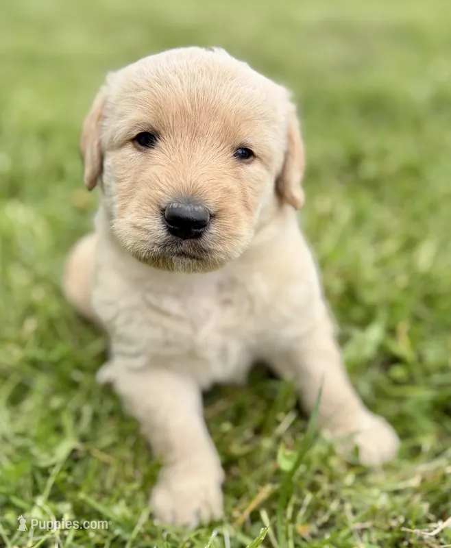 Lucky – Labradoodle puppy for sale in Shelbyville, IN