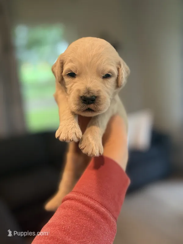 George – Goldendoodle puppy for sale in Shelbyville, IN