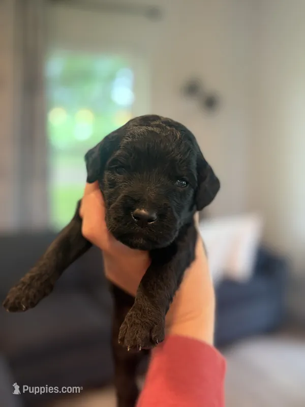 Greg  – Goldendoodle puppy for sale in Shelbyville, IN