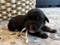 Luna, a female Labradoodle for sale in Shelbyville, IN – 2 of 5