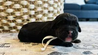 Luna, a female Labradoodle for sale in Shelbyville, IN – 3 of 5