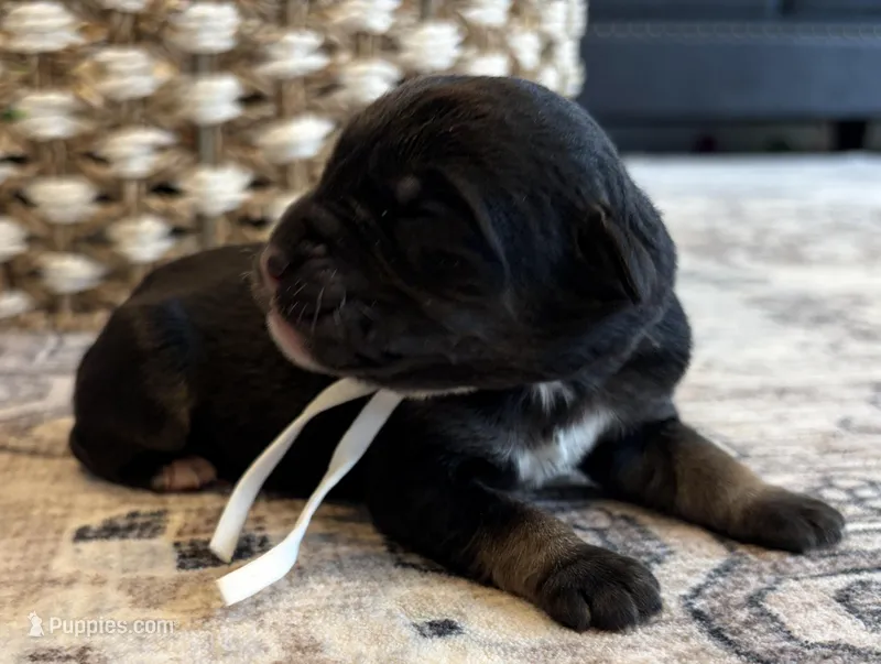 Luna – Labradoodle puppy for sale in Shelbyville, IN