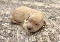 Goldie, a female Goldendoodle for sale in Shelbyville, IN – 2 of 5