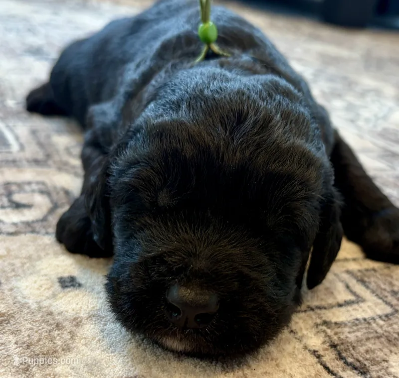 Lazer – Labradoodle puppy for sale in Shelbyville, IN