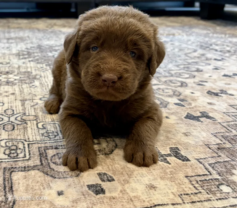 Leo – Labradoodle puppy for sale in Shelbyville, IN