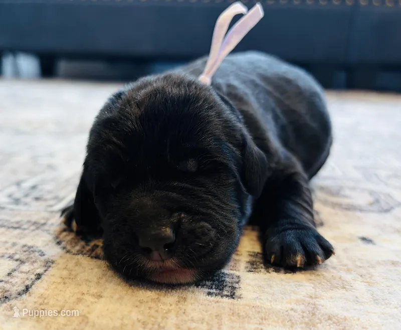 Lady – Labradoodle puppy for sale in Shelbyville, IN