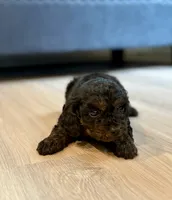 Cody, a male Cavapoo for sale in Shelbyville, IN – 2 of 7