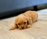 Colt, a male Cavapoo for sale in Shelbyville, IN – 7 of 7