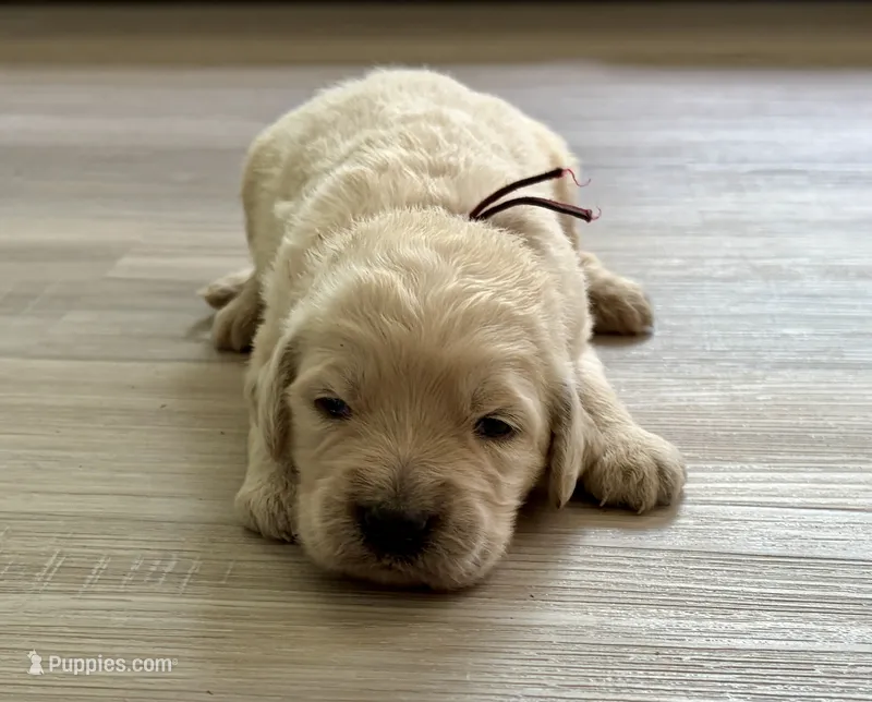 Gunner – Goldendoodle puppy for sale in Shelbyville, IN