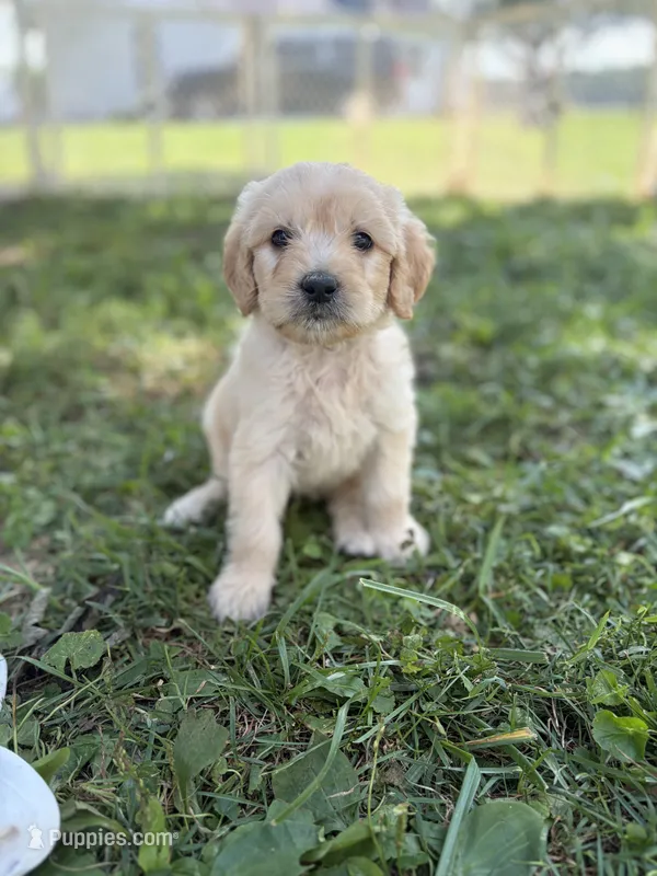 Goldie – Goldendoodle puppy for sale in Shelbyville, IN