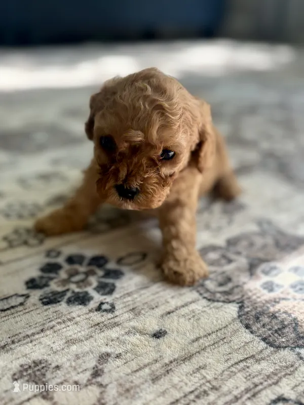 Colt – Cavapoo puppy for sale in Shelbyville, IN