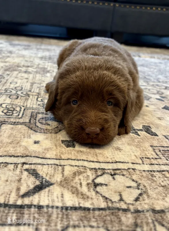 Lila – Labradoodle puppy for sale in Shelbyville, IN
