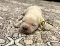 Gus, a male Goldendoodle for sale in Shelbyville, IN – 2 of 6