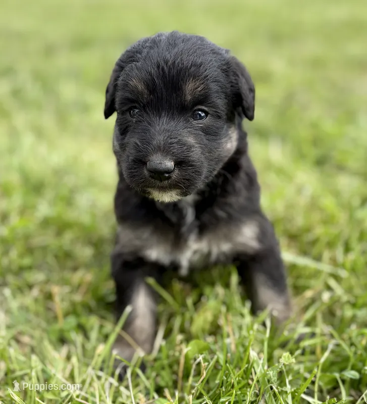 Luna – Labradoodle puppy for sale in Shelbyville, IN