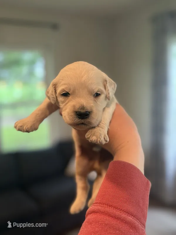 Gus – Goldendoodle puppy for sale in Shelbyville, IN