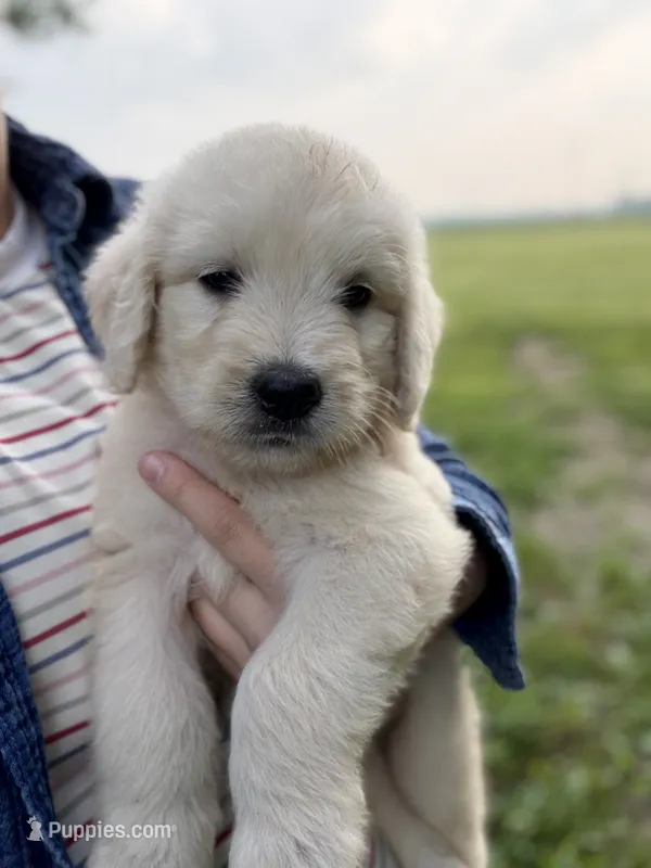 Ginger – Goldendoodle puppy for sale in Shelbyville, IN