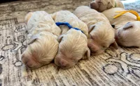 Gus, a male Goldendoodle for sale in Shelbyville, IN – 6 of 6