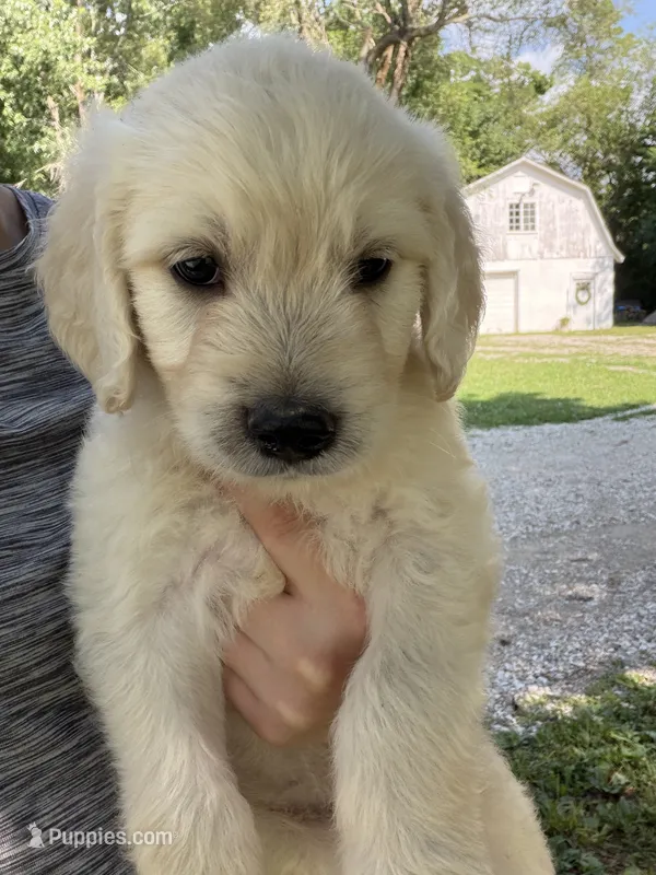 Gus – Goldendoodle puppy for sale in Shelbyville, IN