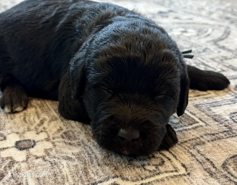 Lincoln – Labradoodle puppy for sale in Shelbyville, IN