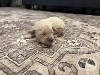 Gunner, a male Goldendoodle for sale in Shelbyville, IN – 4 of 7