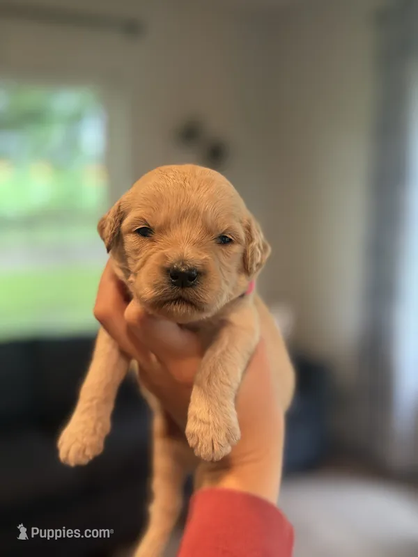 Goldie – Goldendoodle puppy for sale in Shelbyville, IN