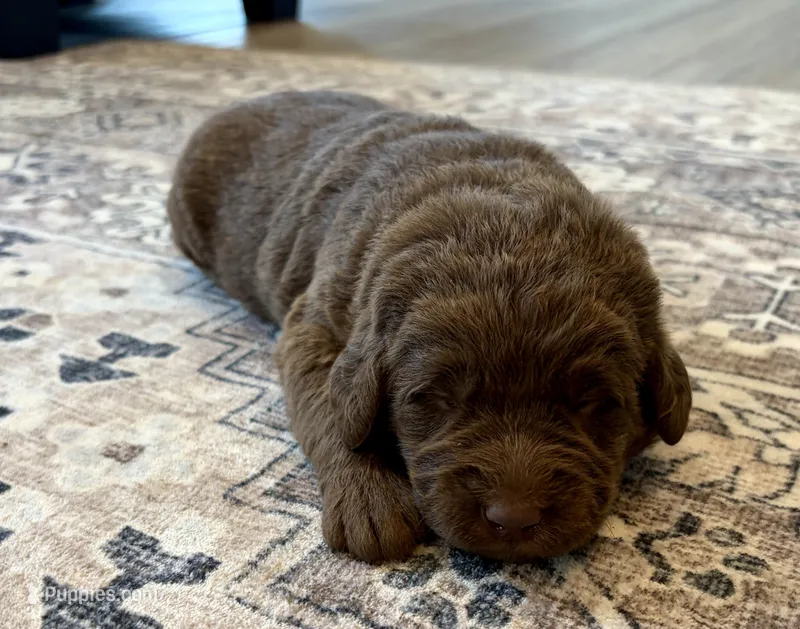 Lila – Labradoodle puppy for sale in Shelbyville, IN