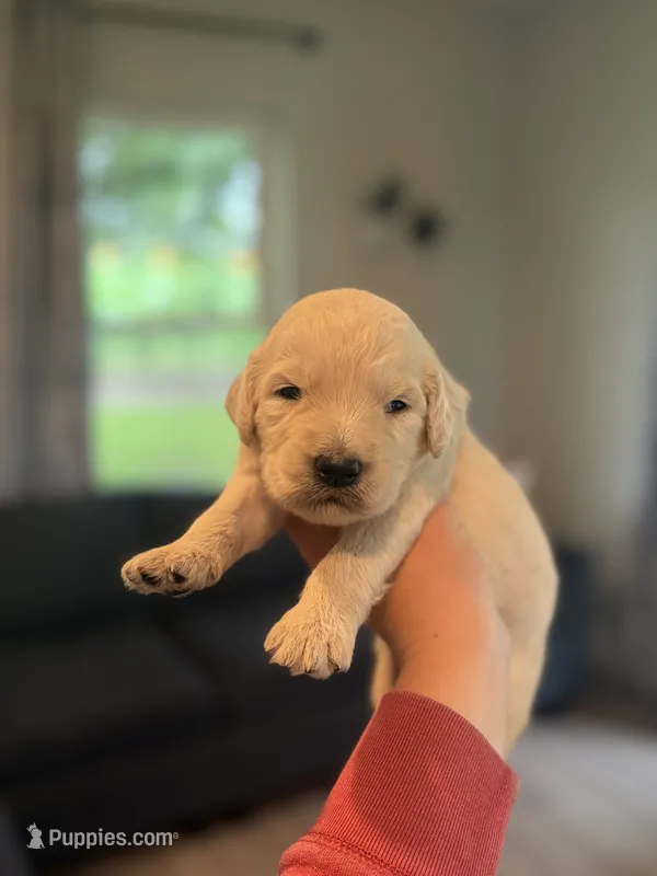 Ginger – Goldendoodle puppy for sale in Shelbyville, IN