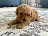 Colt, a male Cavapoo for sale in Shelbyville, IN – 5 of 7