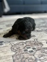 Cody, a male Cavapoo for sale in Shelbyville, IN – 6 of 7