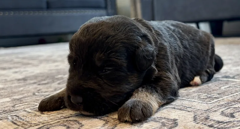 Luna – Labradoodle puppy for sale in Shelbyville, IN