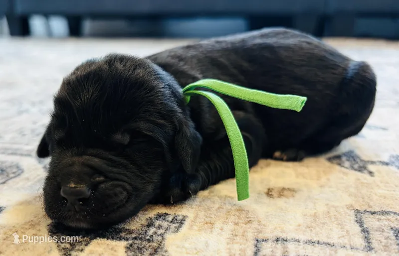 Lazer – Labradoodle puppy for sale in Shelbyville, IN