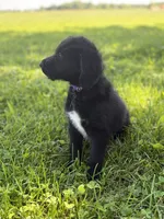 Lady, a female Labradoodle for sale in Shelbyville, IN – 7 of 7